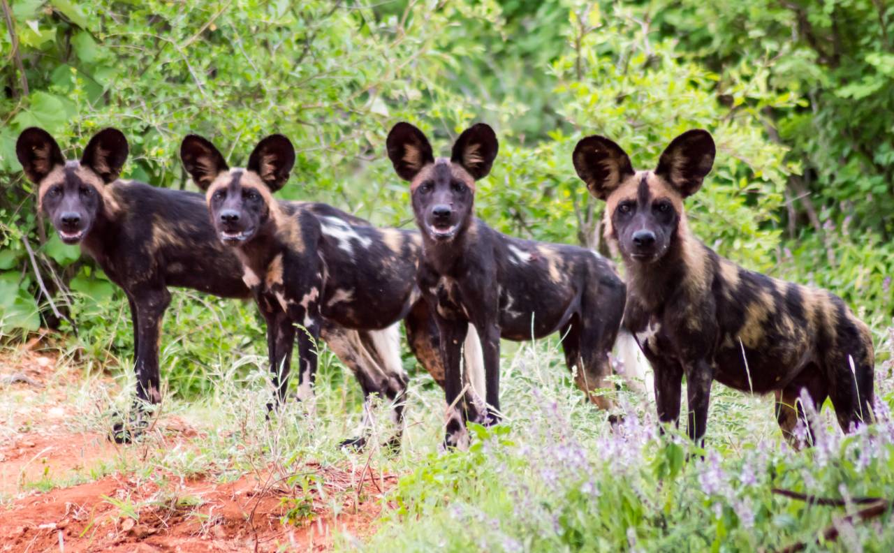 Central Zambezian Wet Miombo Woodlands One Earth